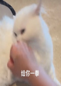 喵喵儿歌